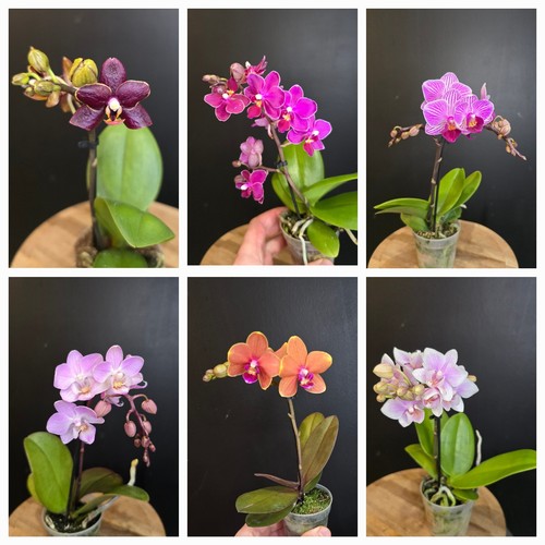 Mini phalaenopsis surprise - mini,