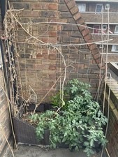 Large Rattan Planter with Trellis + Mar Azul Heirloom Tomato & 3yr Lemon Tree