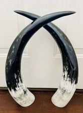 Ankole Cattle Cow Horns