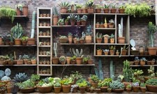  Cactus and Succulent huge selection of mixed fresh seeds! Collection starter!