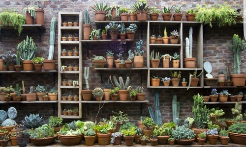 Cactus and succulent - cactus, huge