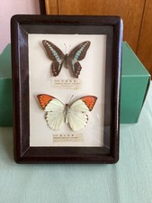 Two Taxidermy Butterflies in