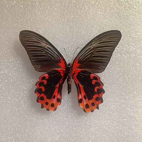 Papilio rumanzovia scarlet - rumanzovia,,