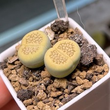 Exact Plant，2pcs Lithops Hallii ‘Sakkie Green’ Living Stone