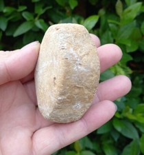 Fossil plesiosaur vertebrae - fossil,
