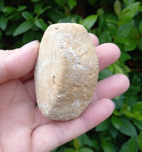 Fossil plesiosaur vertebrae - plesiosaur,