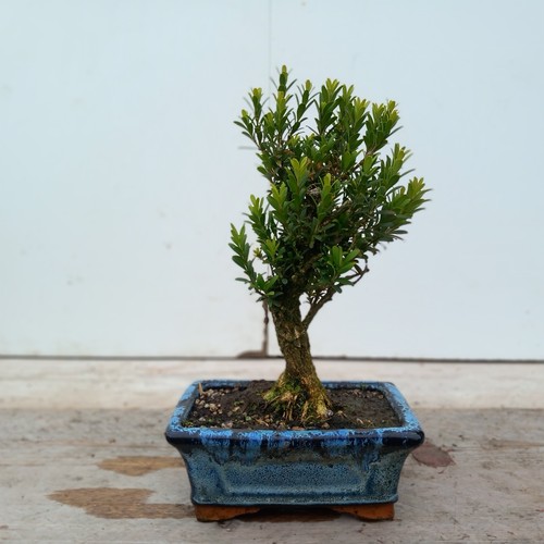 Buxus broom bonsai tree - broom, |