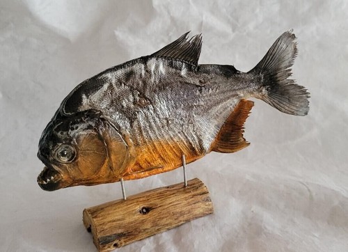 Real taxidermy red bellied - taxidermy,