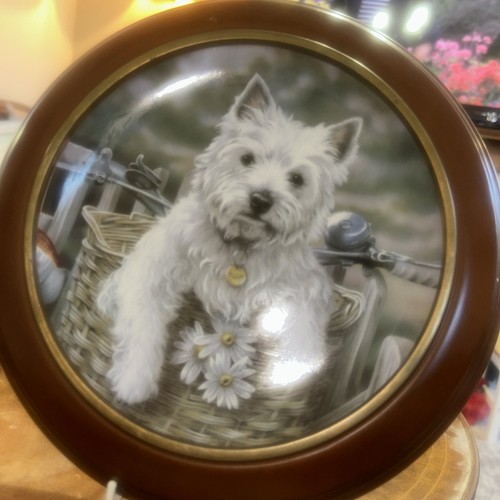 Westie plate hitching ride - westie, a