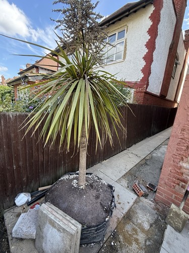 Large cordyline tree - cordyline,