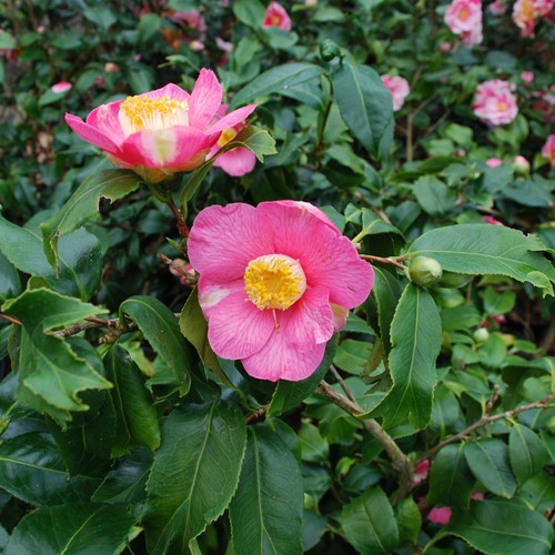 Camellia fishtail litre - camellia,