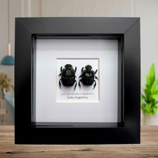 Sulcophanaeus imperator pair