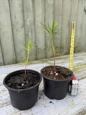 2 Scots Pine Bonsai Starter