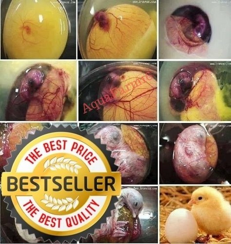 Hatching egg spray