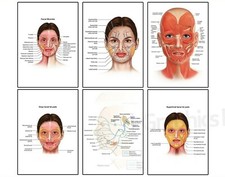 FACE ANATOMY MUSCLE VEINS