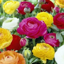 Ranunculus mixed colour garden - colour,