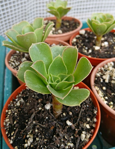 Aeonium balsamiferum potted - balsamiferum,