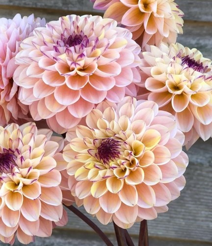 Dahlia tuber wine - wine, eyed