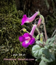 Mini Sinningia Alt-Kaity