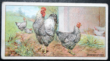 WYANDOTTE  POULTRY   Vintage 1915 Illustrated Livestock Card  EE16