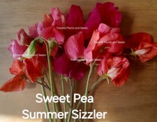 12 x Sweet Pea Plug Plants
