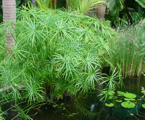 Umbrella palms tropical - 20,