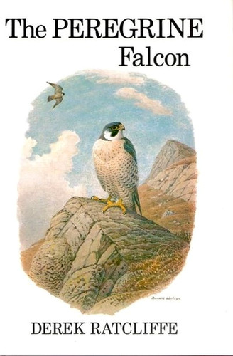 Peregrine falcon d - peregrine, falcon.