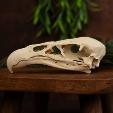 XL Condor Skull Replica | 16cm