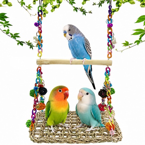 Parrot swing bird - parrot,