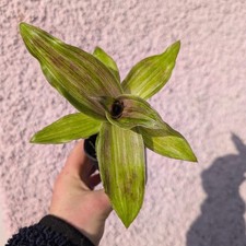 Callisia fragrans 'Infinity'