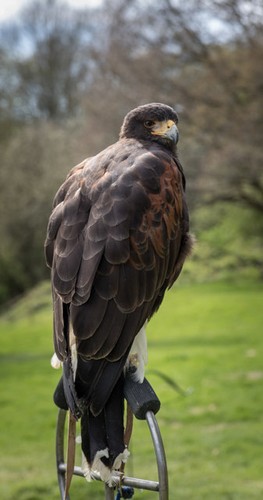 Photo 6x4 harris hawk - harris,