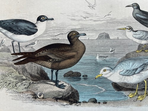 Antique hand coloured
