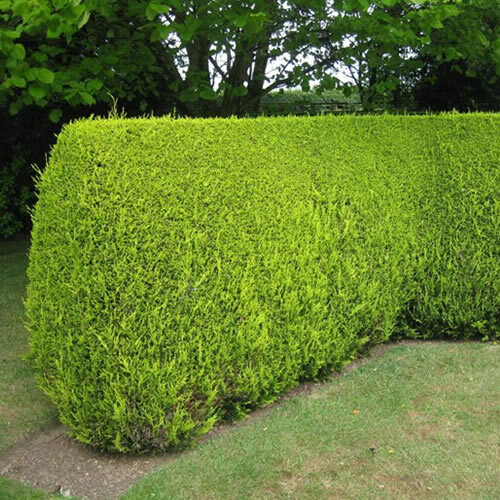 Leylandii gold evergreen - 5, x
