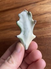 Euphorbia Lactea White Ghost