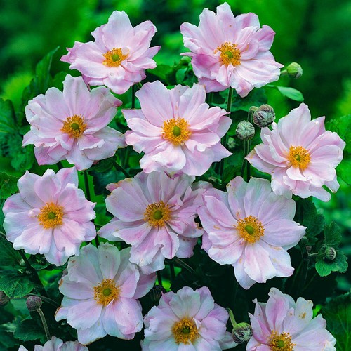 Perennial plants japanese - perennial, plants,