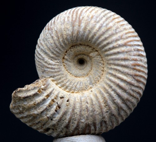 Ammonite fossil specimen whole - fossil,