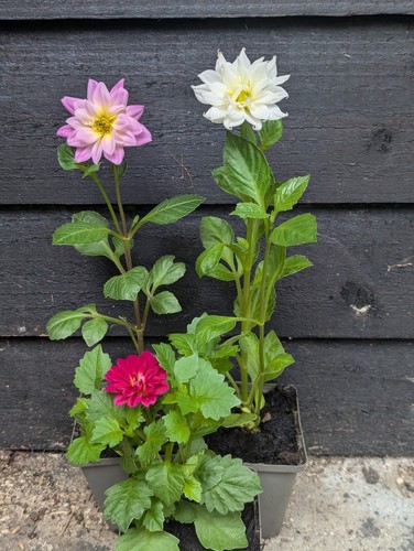 Dahlias pack potted plant - 3,