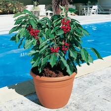 Cherry 'Garden Bing' Patio