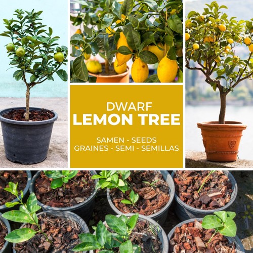 Mini lemon tree seeds - lemon,