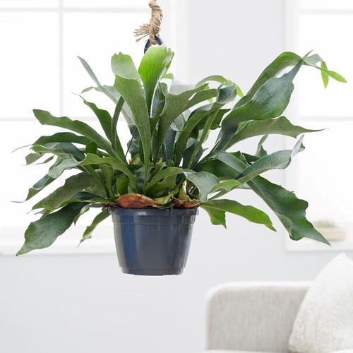 Plant theory platycerium - plant,