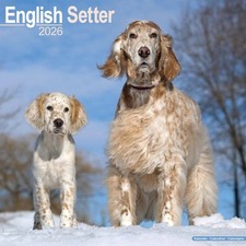 English Setter Calendar 2026 - Dogs - Month To View