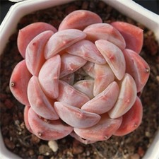 Echeveria Apparition, 5 cm rooted plant, Jelly Centre Tight rosette succulents