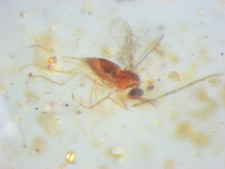 Pliocene Amber from Africa, fossil insect inclusion - fly sweat bee #229