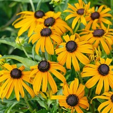 Rudbeckia fulgida Goldsturm