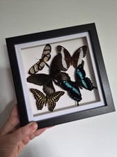 Framed Butterflies, Imperfect