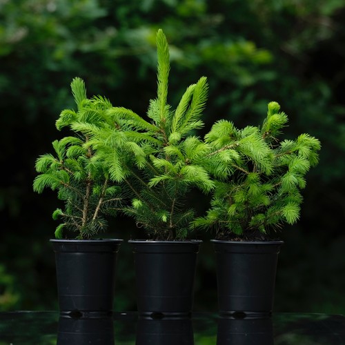Pack norway spruce xmas - pack, of