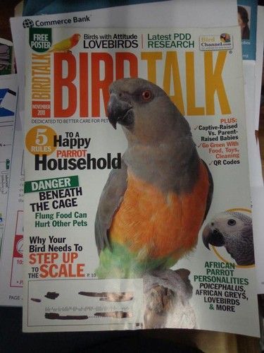 Bird talk magazine nov - magazine,