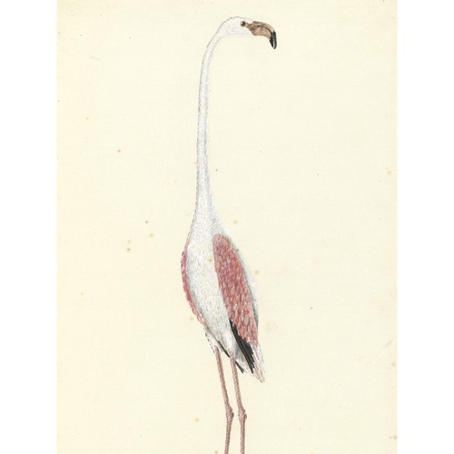 Gordon greater flamingo bird - gordon,