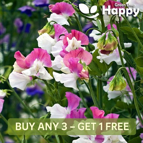 Sweet pea perfume - pea, pink