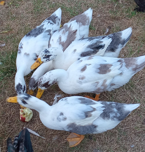 Purebred ancona duck - purebred,
